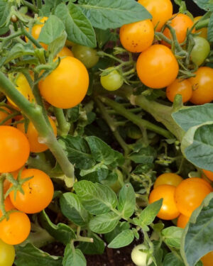 yellow accordion tomato seeds