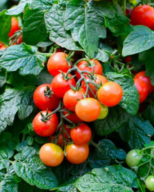 yellow accordion tomato seeds