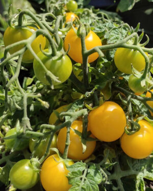 yellow accordion tomato seeds