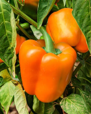 yellow accordion tomato seeds