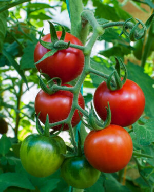 yellow accordion tomato seeds