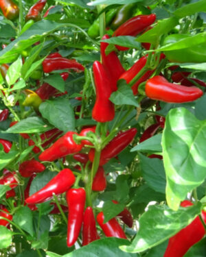 yellow accordion tomato seeds