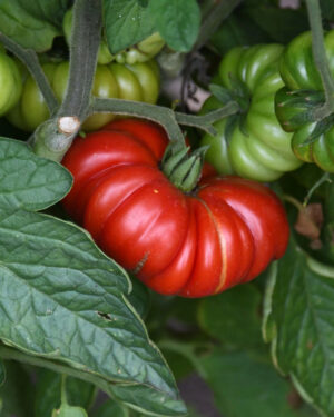 yellow accordion tomato seeds