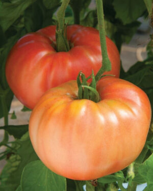 yellow accordion tomato seeds