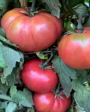 yellow accordion tomato seeds