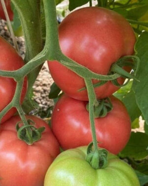 yellow accordion tomato seeds