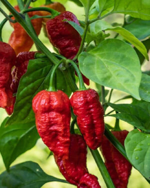 yellow accordion tomato seeds