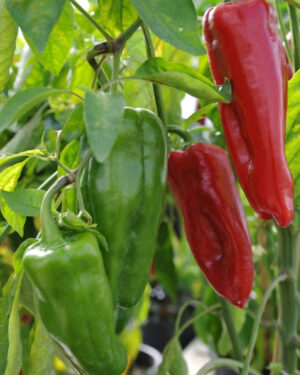 yellow accordion tomato seeds