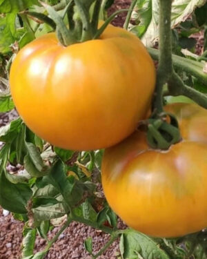 yellow accordion tomato seeds