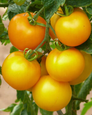 yellow accordion tomato seeds