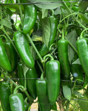 yellow accordion tomato seeds