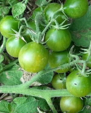 yellow accordion tomato seeds