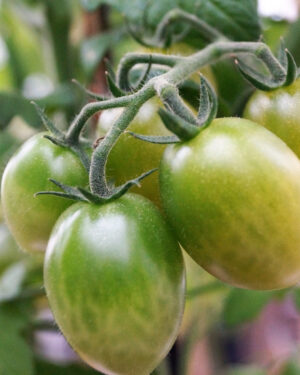 yellow accordion tomato seeds