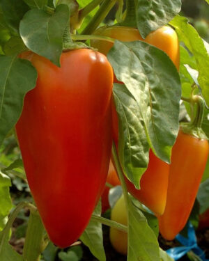 yellow accordion tomato seeds