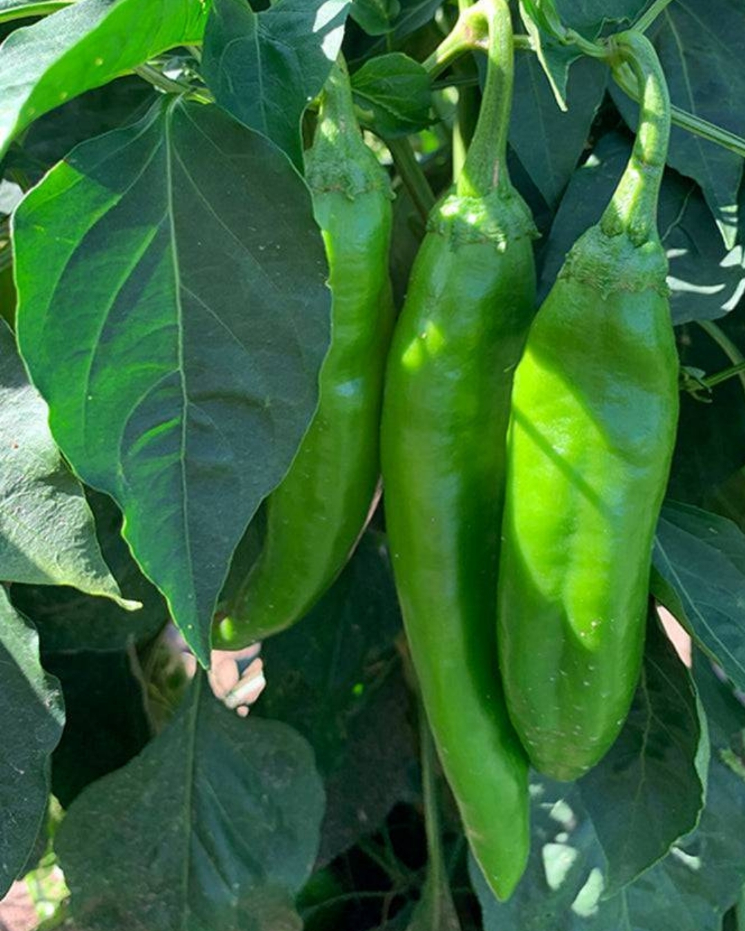 yellow accordion tomato seeds