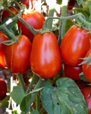 yellow accordion tomato seeds