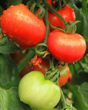 yellow accordion tomato seeds