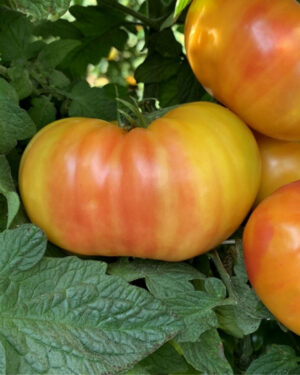 yellow accordion tomato seeds