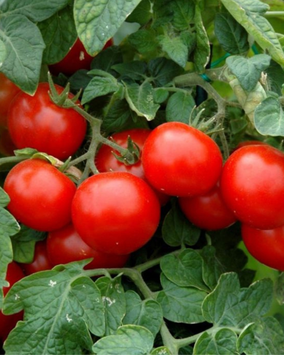 yellow accordion tomato seeds