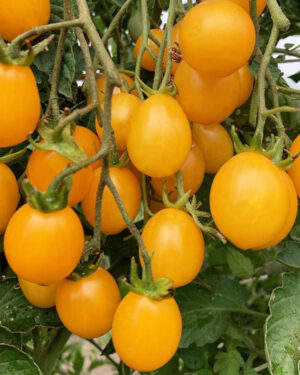 yellow accordion tomato seeds