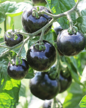 yellow accordion tomato seeds