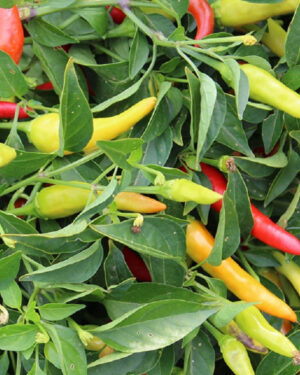 yellow accordion tomato seeds