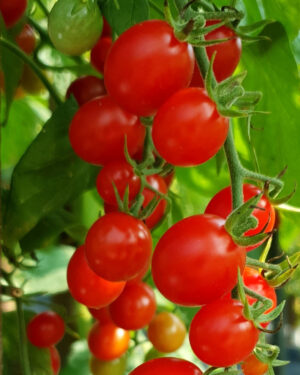 yellow accordion tomato seeds