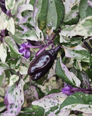 yellow accordion tomato seeds