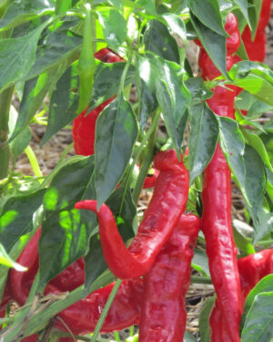 yellow accordion tomato seeds