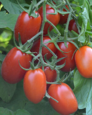 yellow accordion tomato seeds