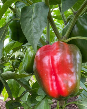 yellow accordion tomato seeds