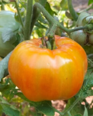 yellow accordion tomato seeds