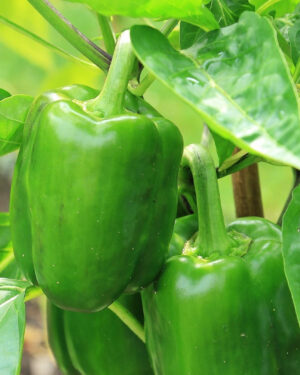 yellow accordion tomato seeds