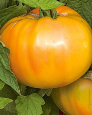 yellow accordion tomato seeds