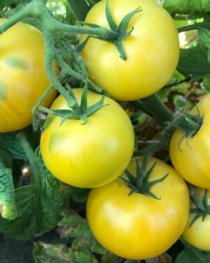 yellow accordion tomato seeds