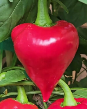 yellow accordion tomato seeds