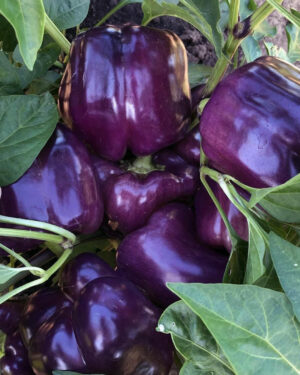yellow accordion tomato seeds
