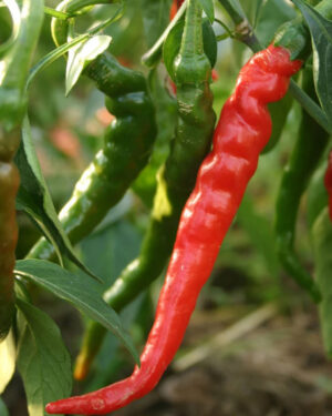 yellow accordion tomato seeds