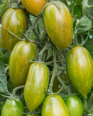 yellow accordion tomato seeds