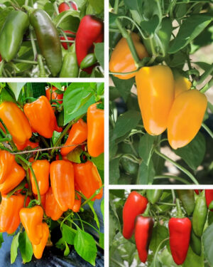 yellow accordion tomato seeds