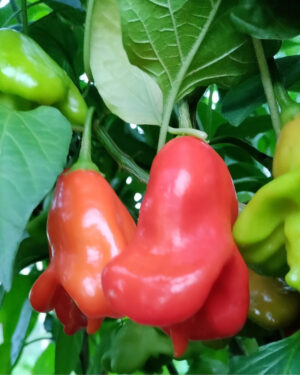 yellow accordion tomato seeds