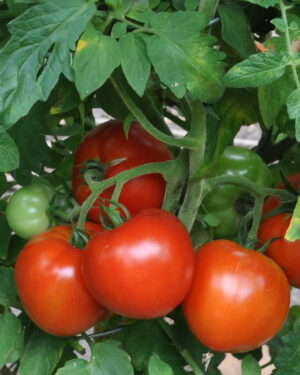 yellow accordion tomato seeds