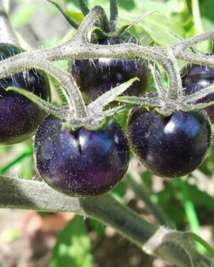 yellow accordion tomato seeds