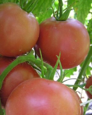 yellow accordion tomato seeds