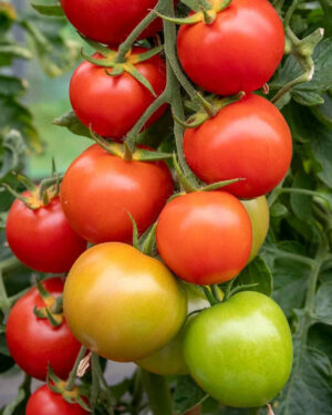 yellow accordion tomato seeds
