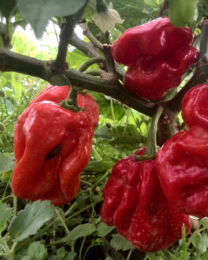 yellow accordion tomato seeds