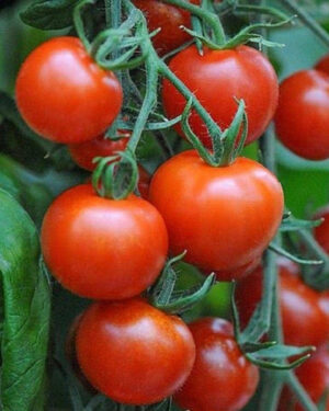yellow accordion tomato seeds