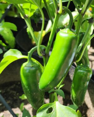 yellow accordion tomato seeds