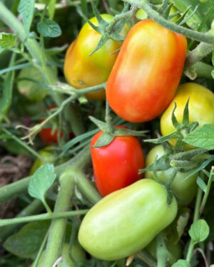 yellow accordion tomato seeds