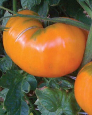 yellow accordion tomato seeds